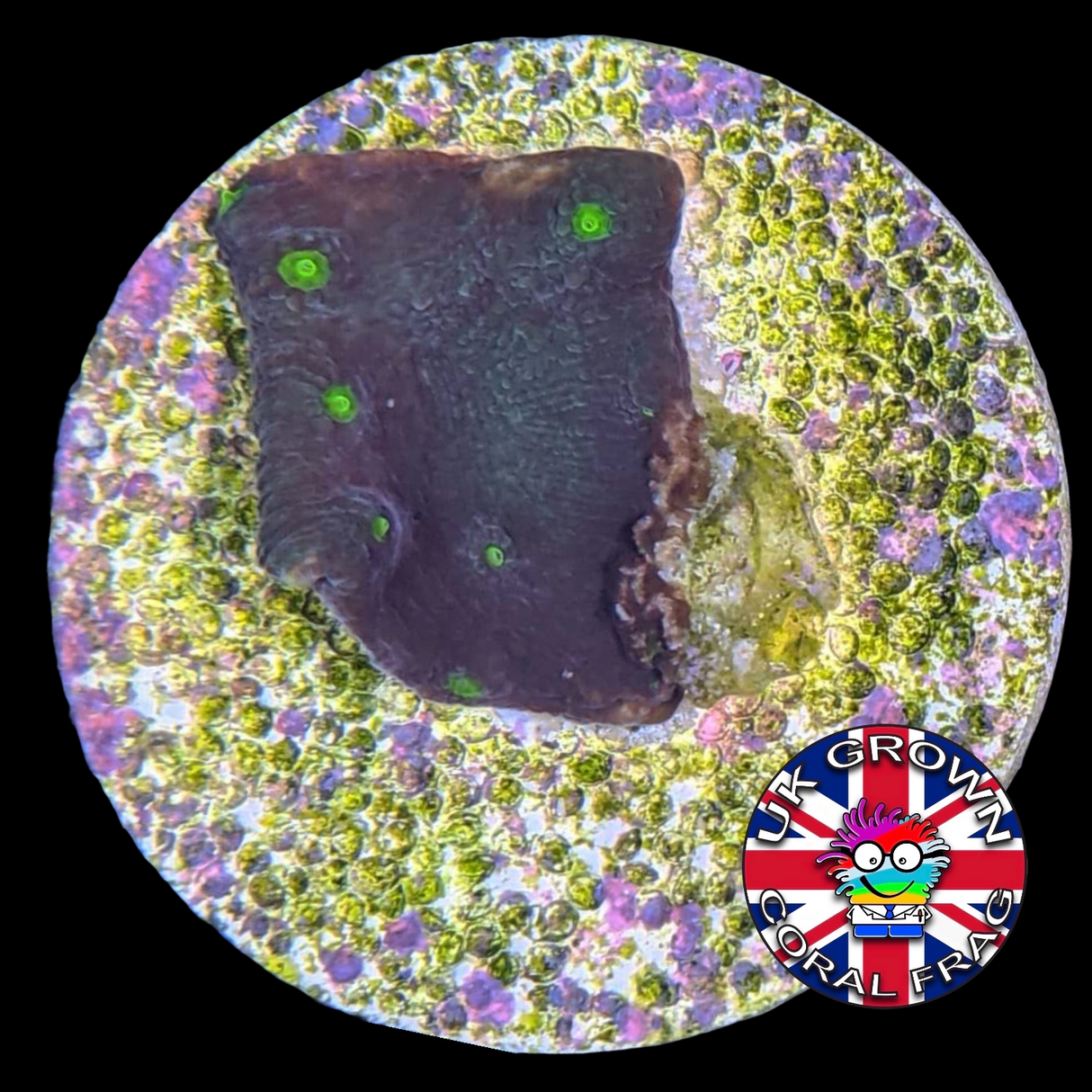 LA Lakers Turbinaria (Large Plug) UK Grown