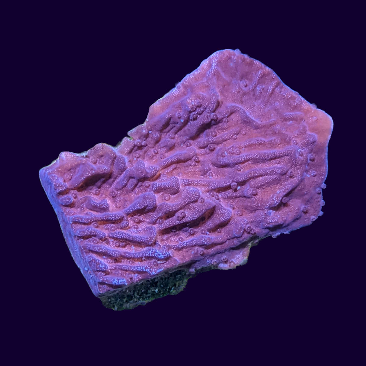 Red Montipora
