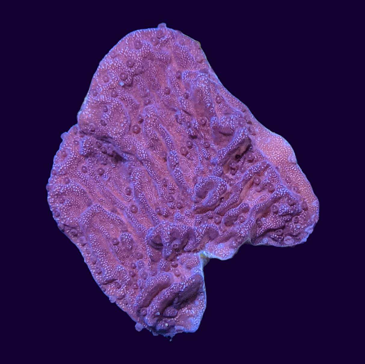Red Montipora