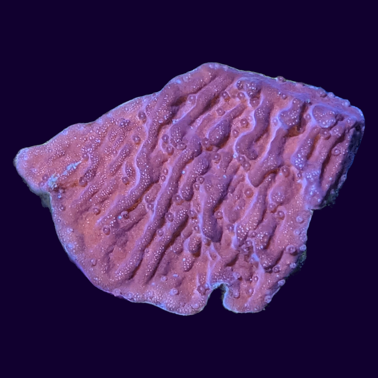 Red Montipora