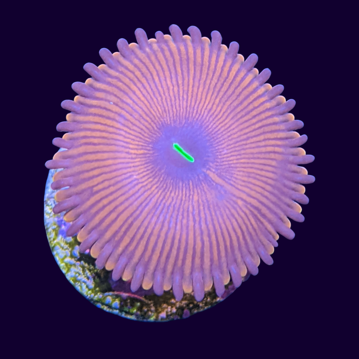 Red People Eater Zoa Frag