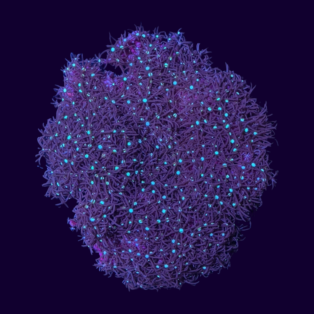 Red Star Polyp Colony