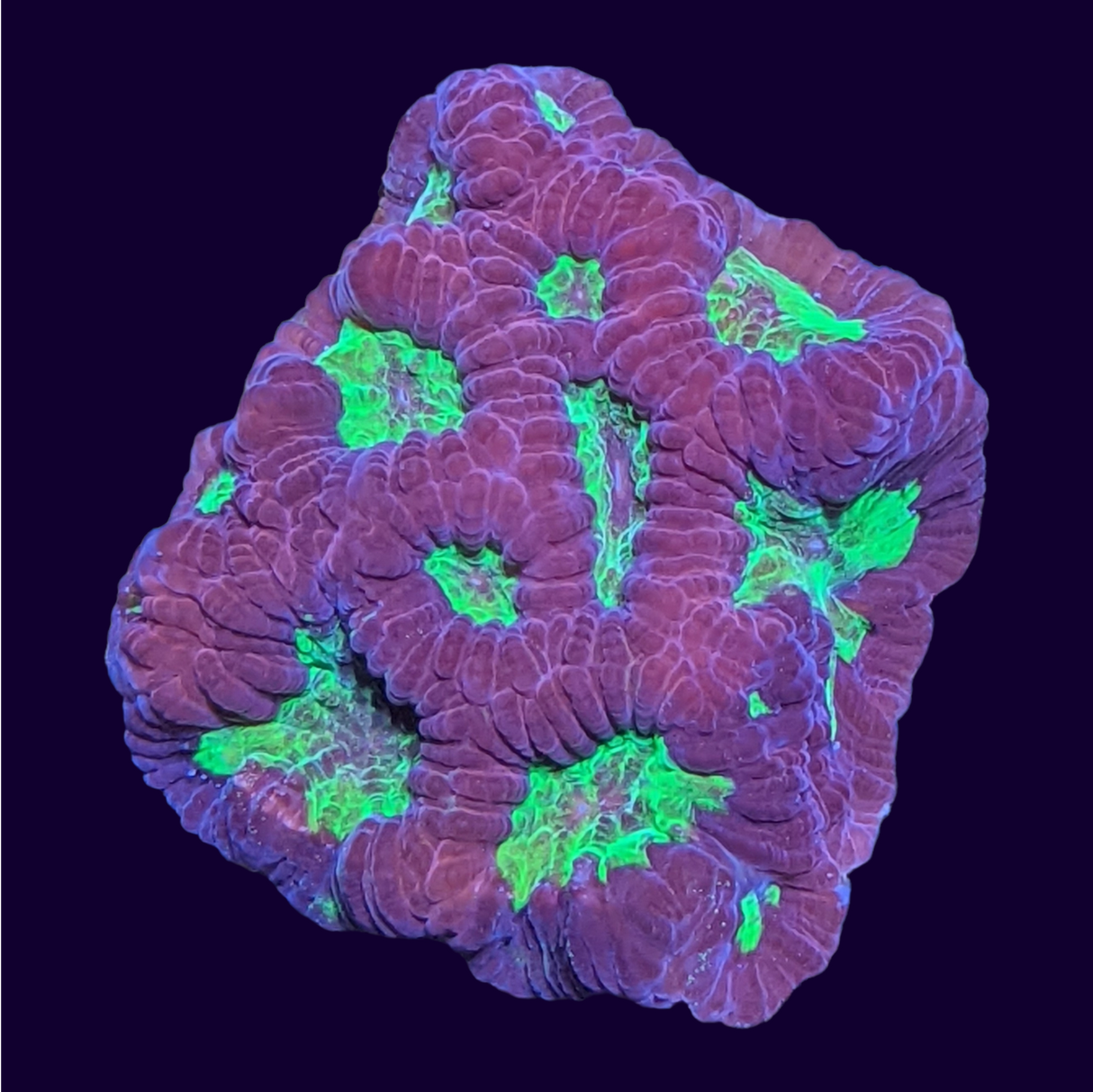 Red and Green Favites