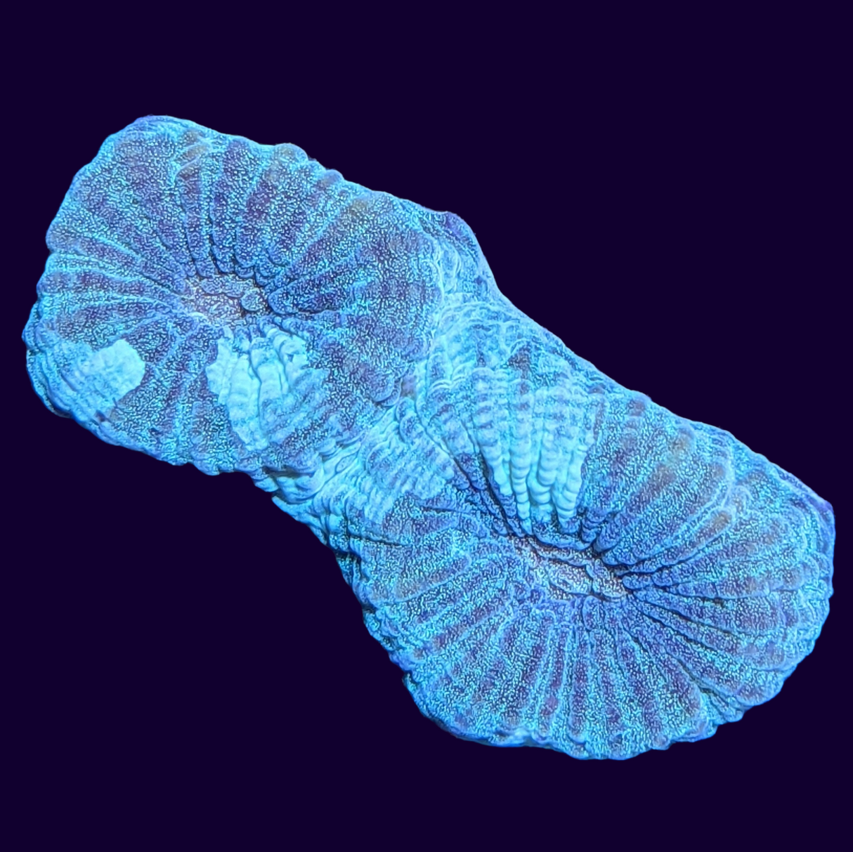 Reverse Prism Goniastrea