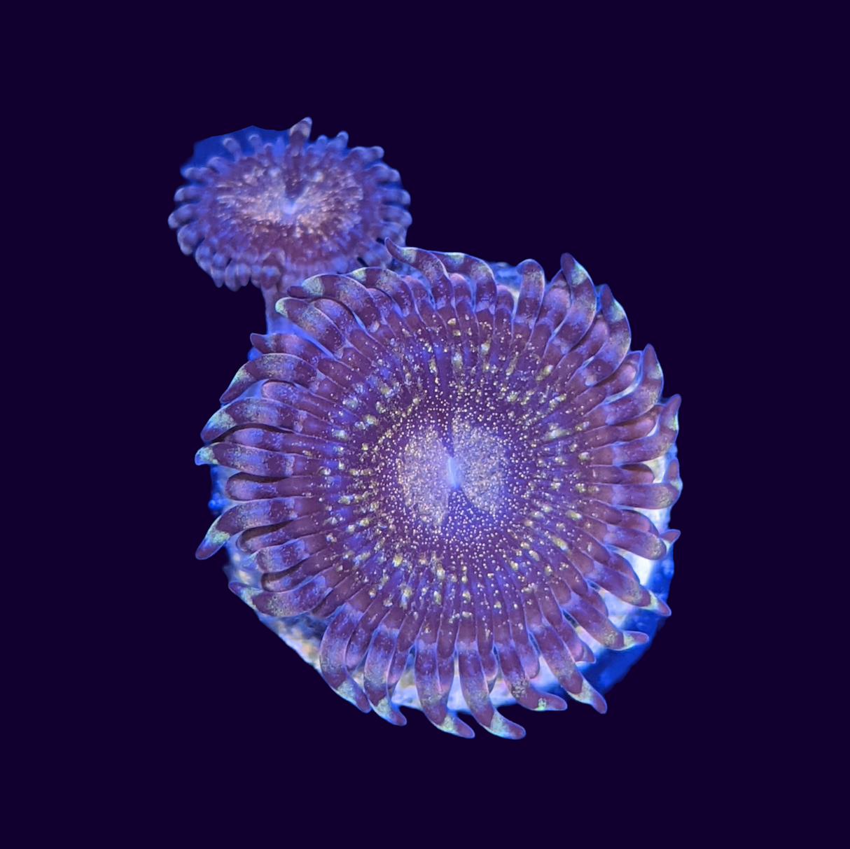 Reverse Space Monster (UK Grown)