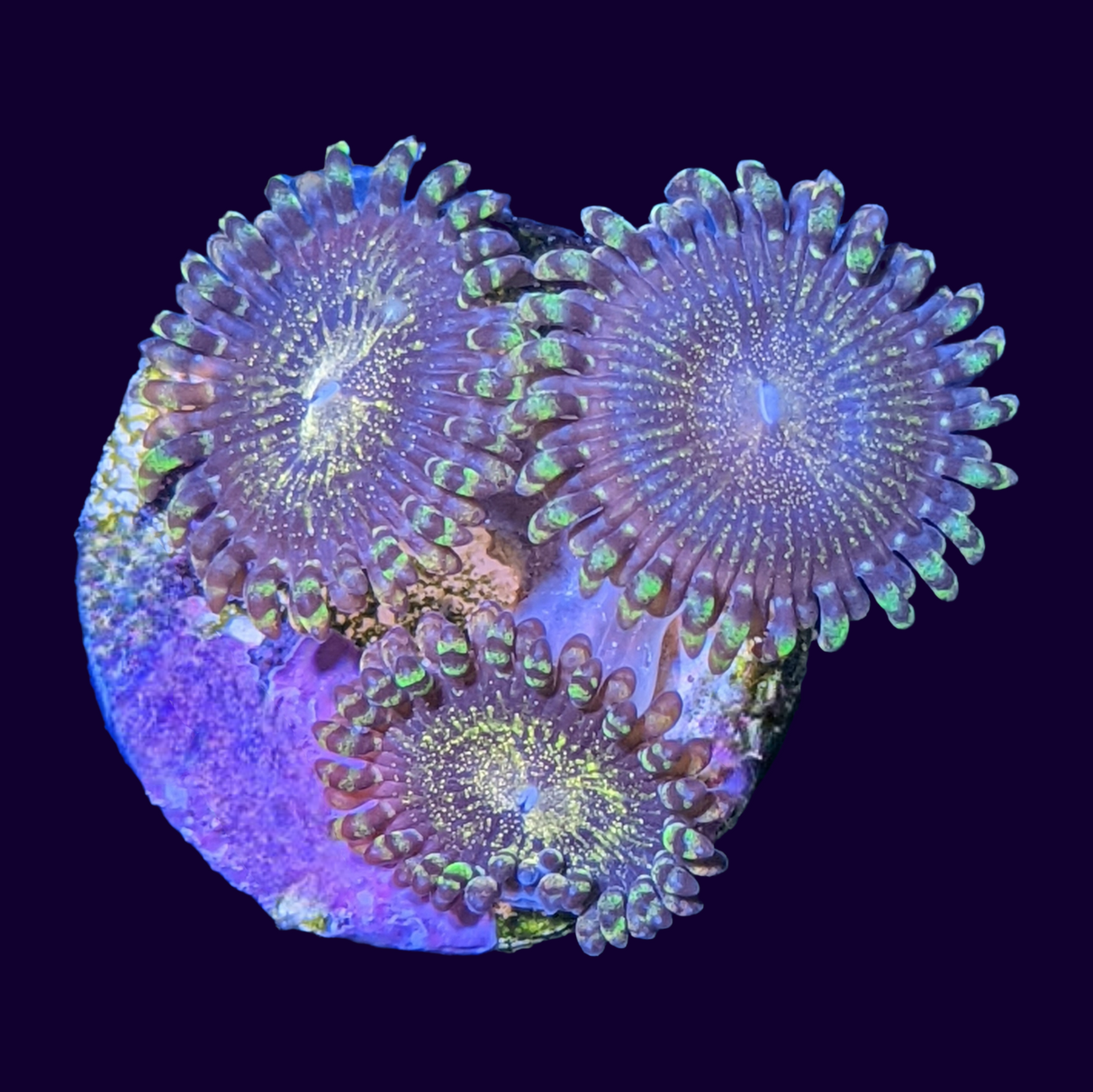 Reverse Space Monster Zoa