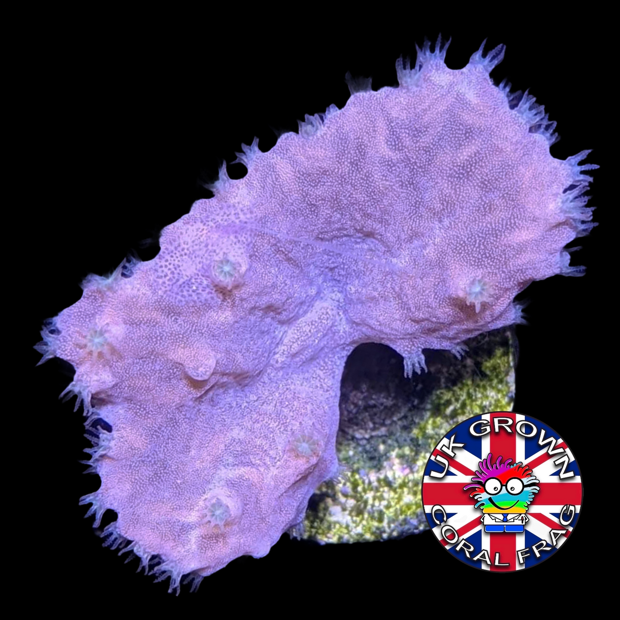 Sinularia Dura (UK Grown)