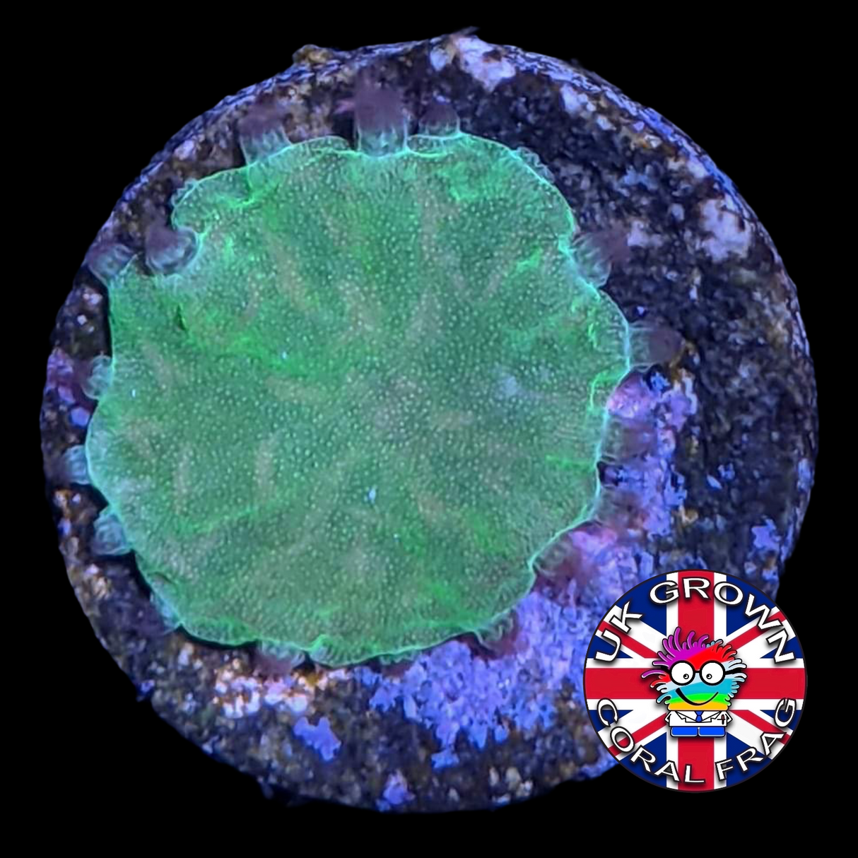 Green Sinularia Dura (UK Grown)