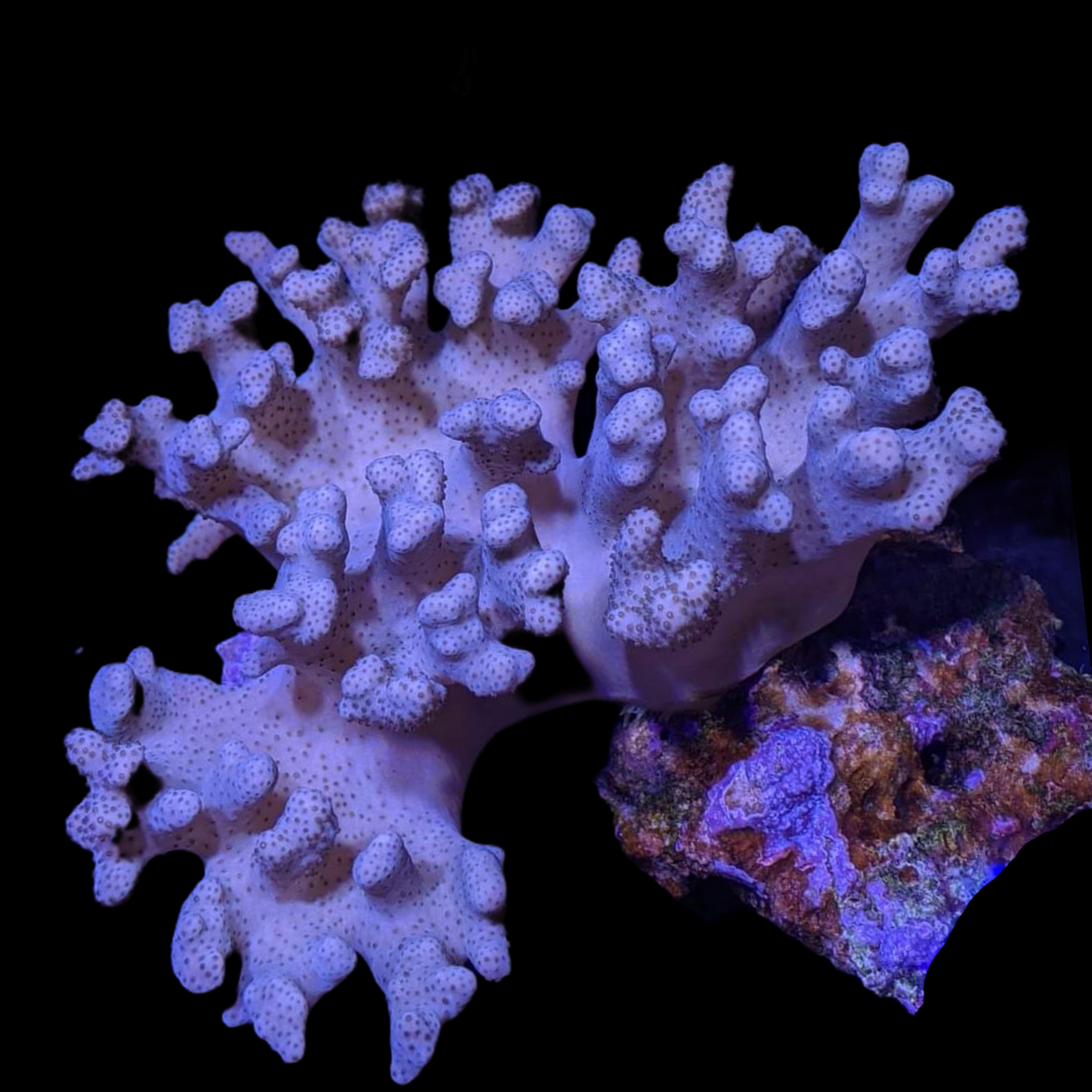 Light Aqua Sinularia Mini Colony