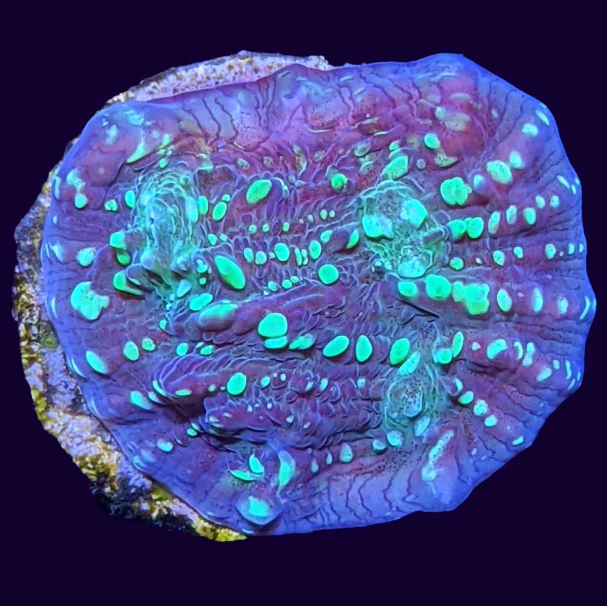 Shooting Star Chalice (UK Grown)