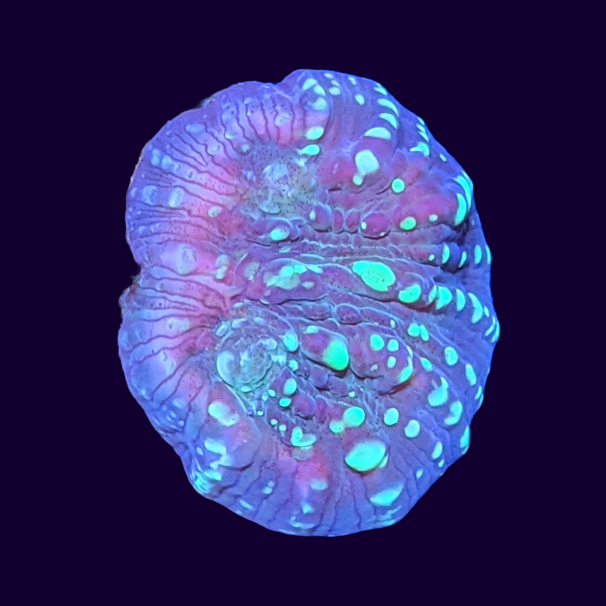 Shooting Star Chalice (UK Grown)