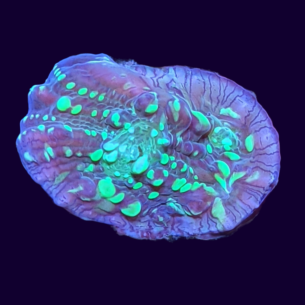 Shooting Star Chalice (UK Grown)