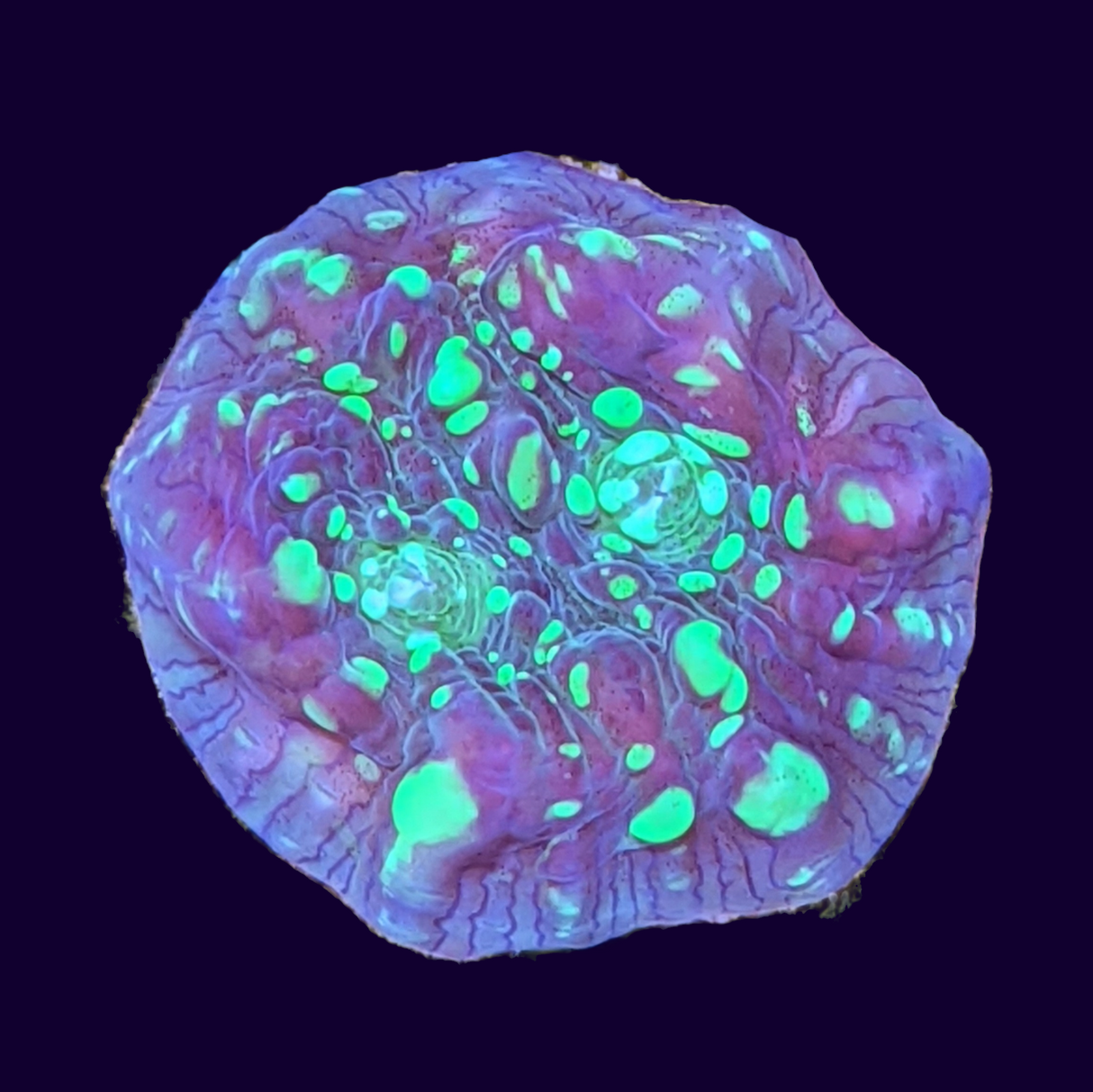 Shooting Star Chalice (UK Grown)