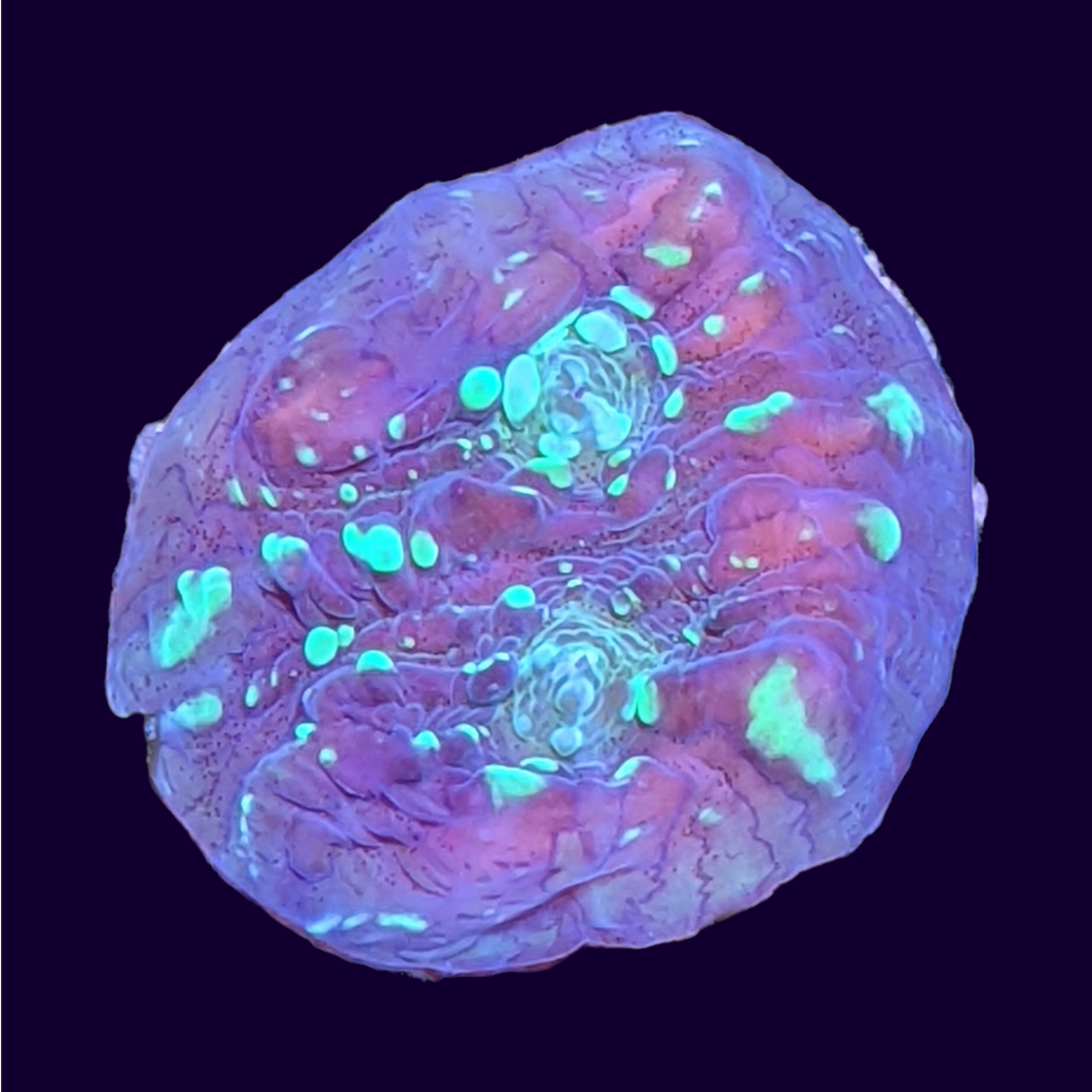 Shooting Star Chalice (UK Grown)