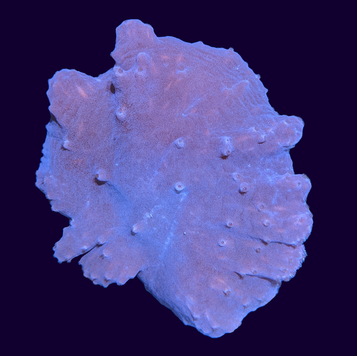 Sinularia Dura (UK Grown)