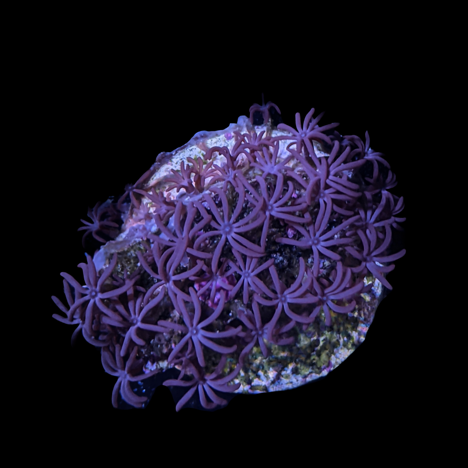 Star Polyps – thecoralcentre