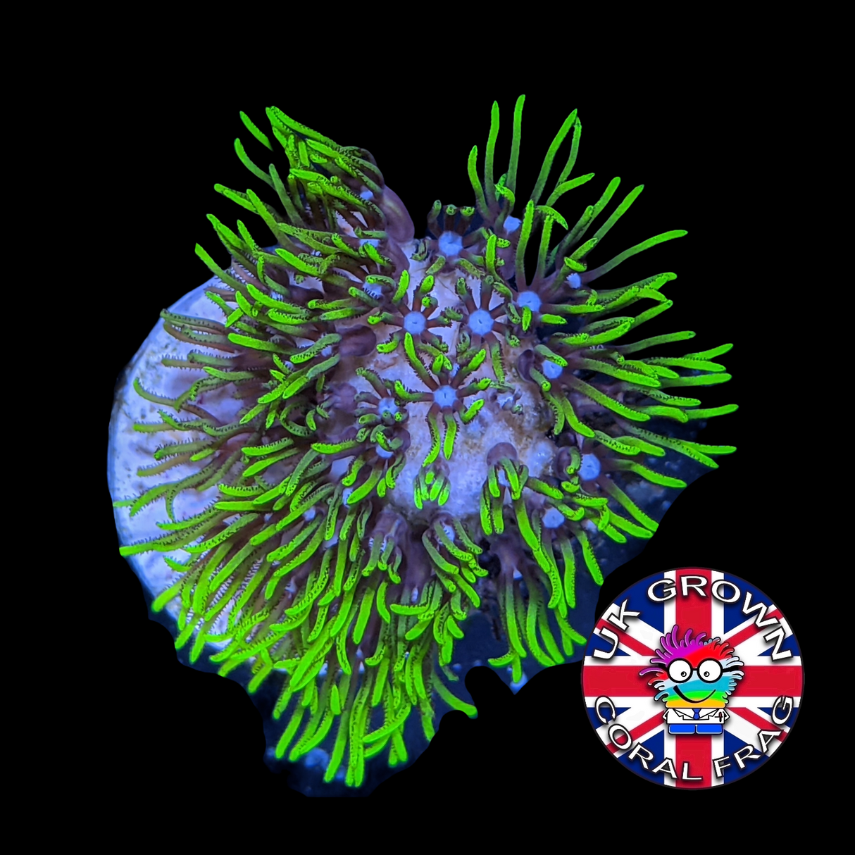 Star Polyps (Standard Plug) (UK Grown)