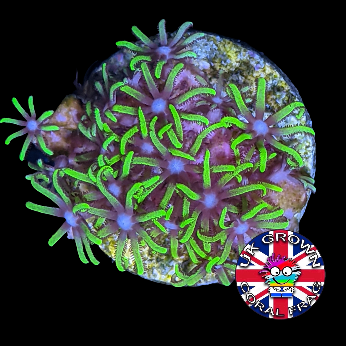Star Polyps (Standard Plug) (UK Grown)