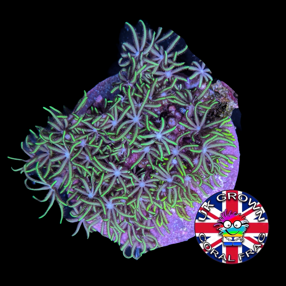 Star Polyps (Standard Plug) (UK Grown)