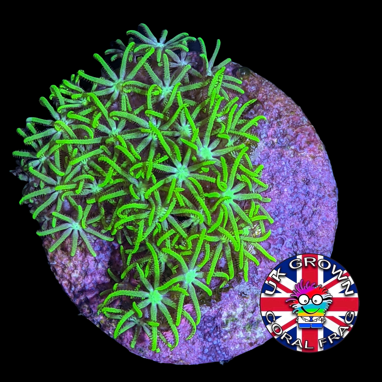 Star Polyps (Standard Plug) (UK Grown)