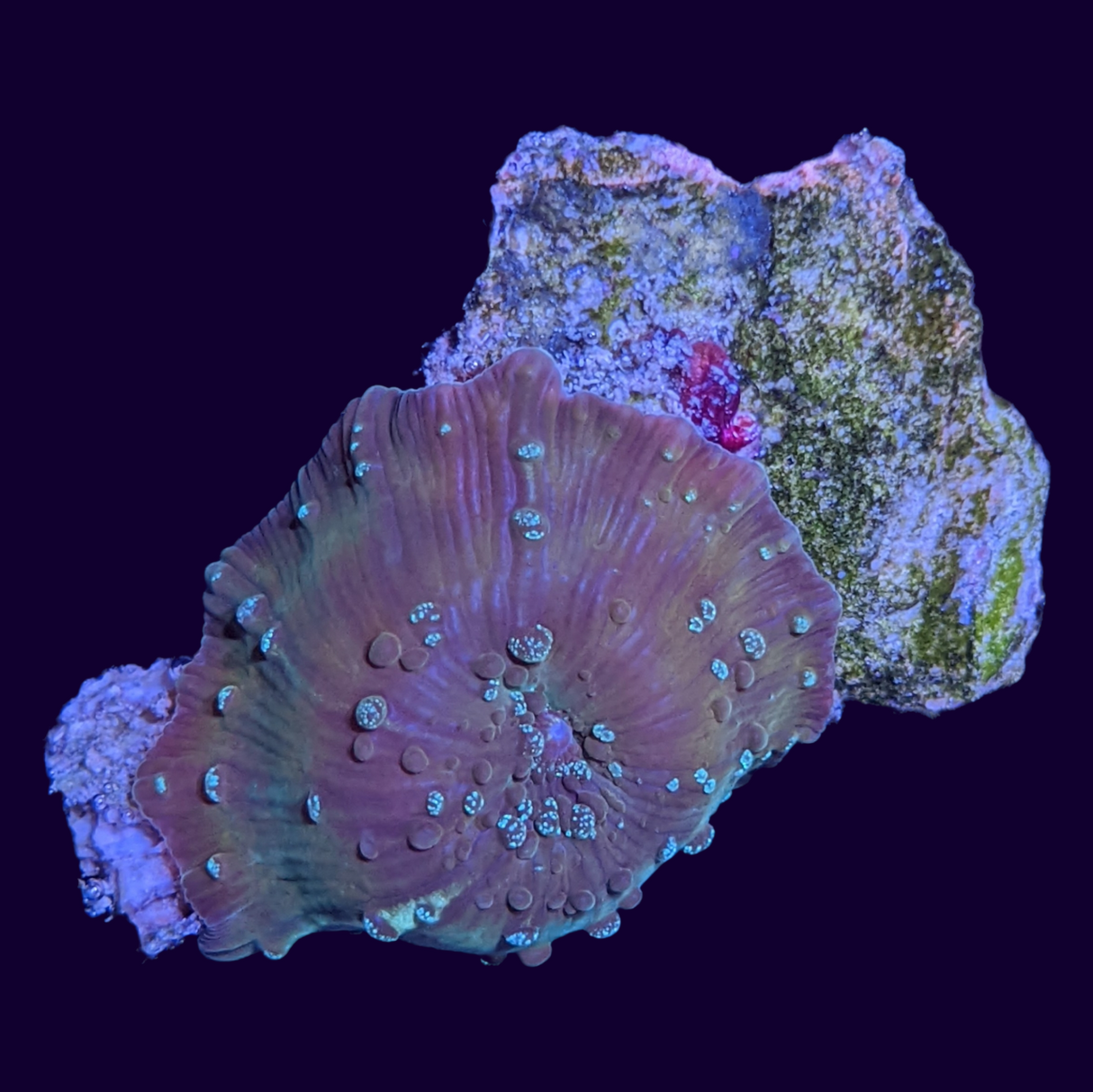 Stardust Discosoma Mushroom