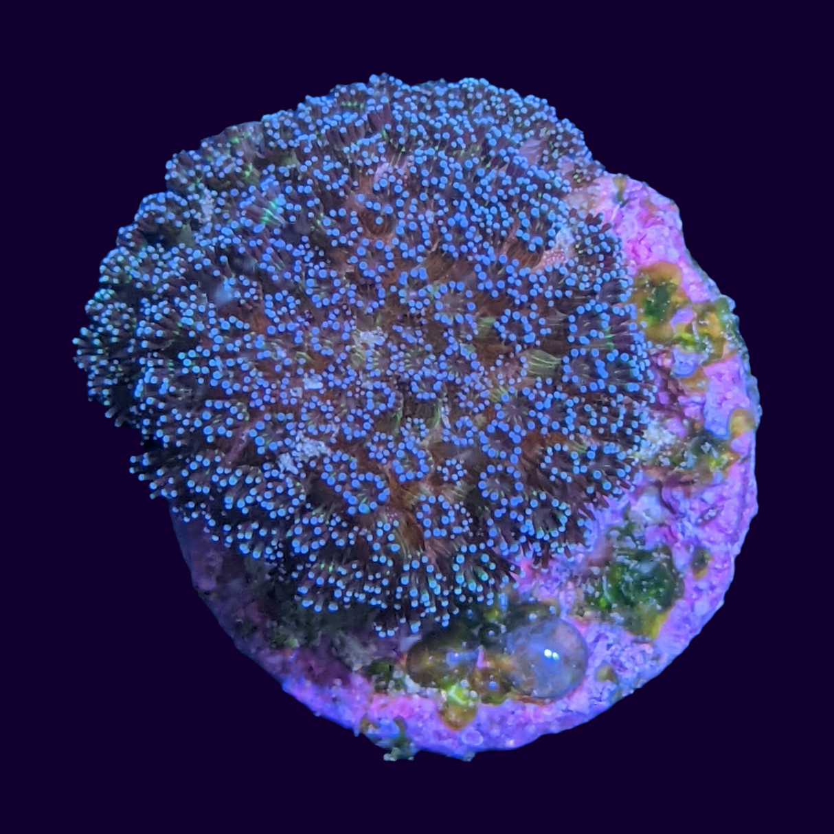 Stylophora