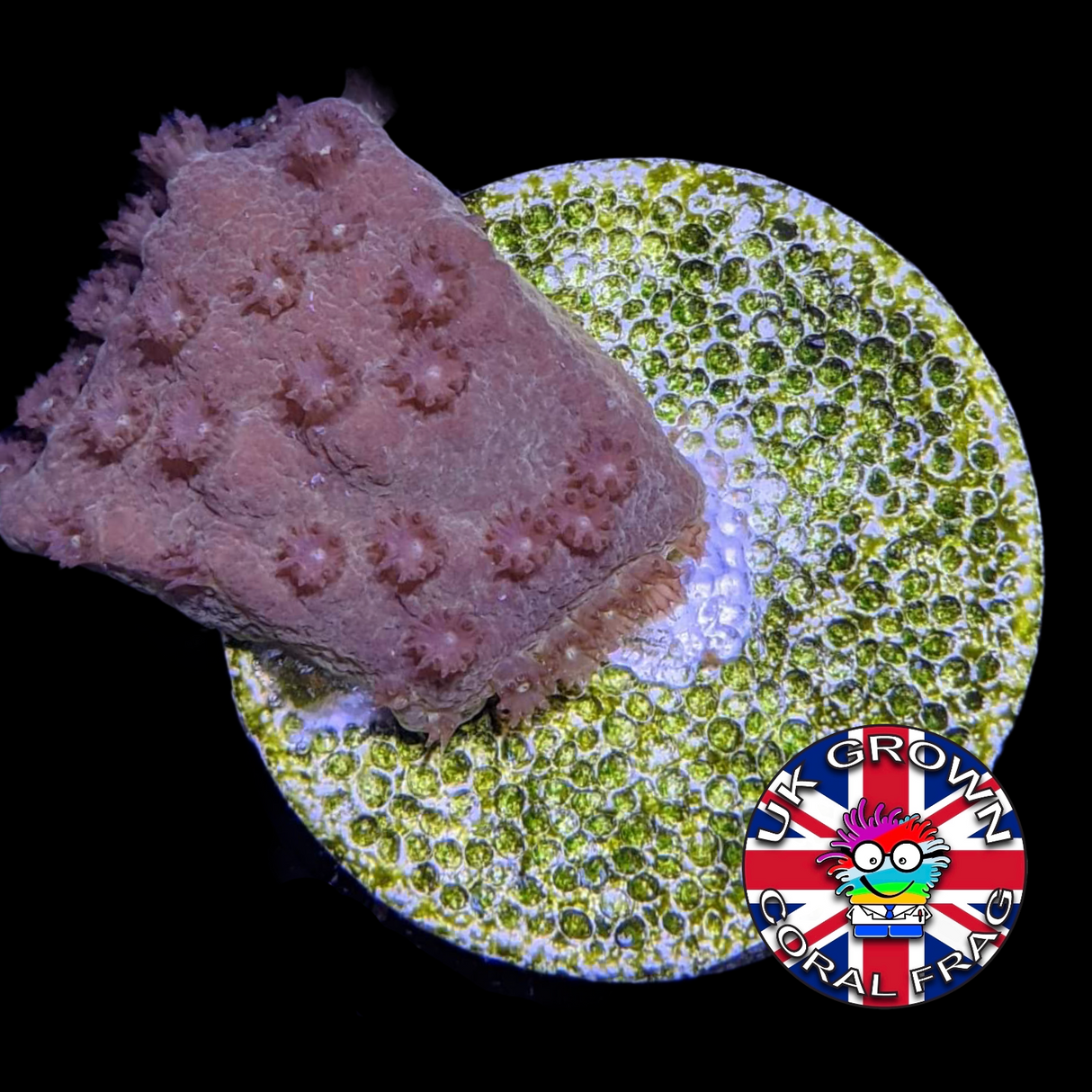 Yellow Cup Turbinaria (UK Grown)