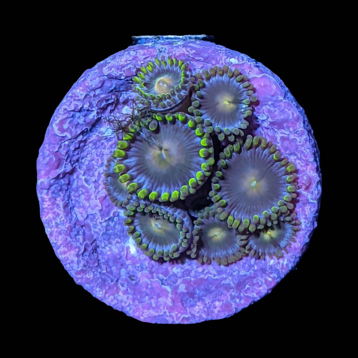John Deere Zoa Frag