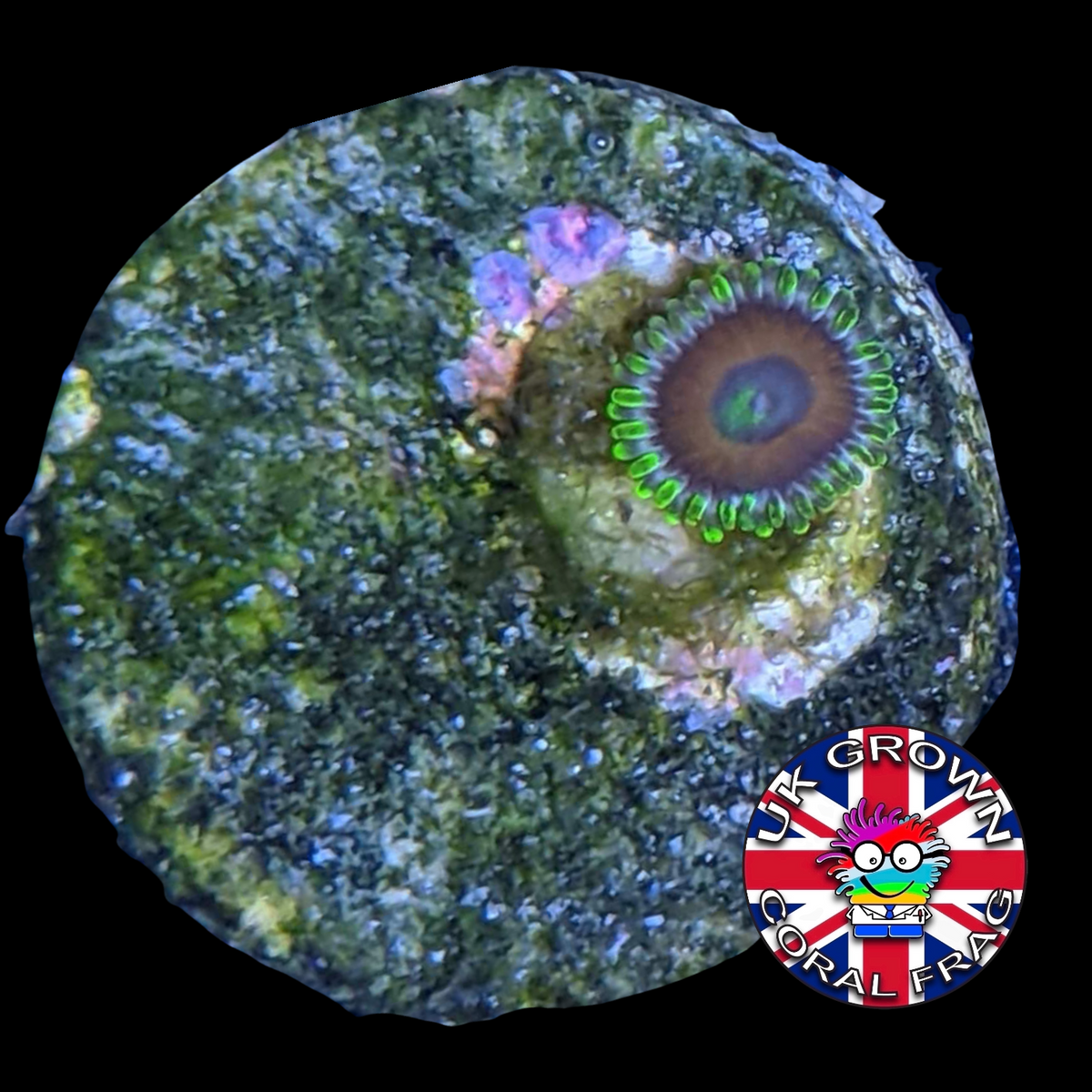 Eagle Eyes Zoa Frag (UK Grown)