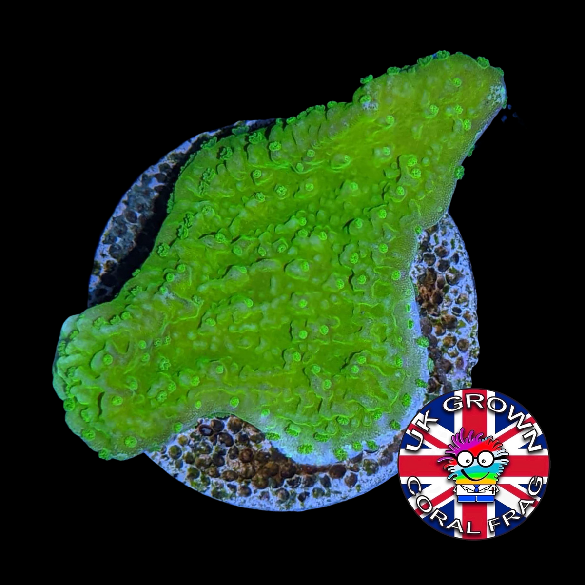 Green plating Montipora (UK Grown)