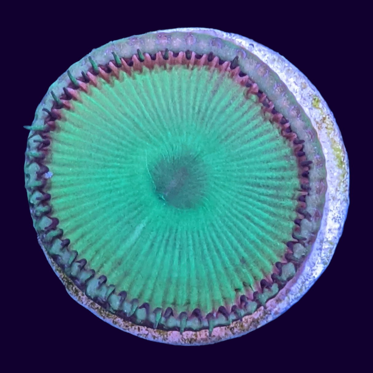 Ultra Green Paly Zoa Frag (UK Grown)