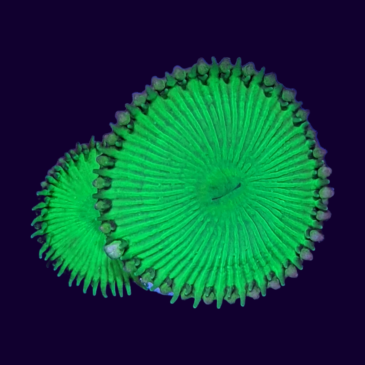 Ultra Green Paly Zoa Frag (UK Grown)