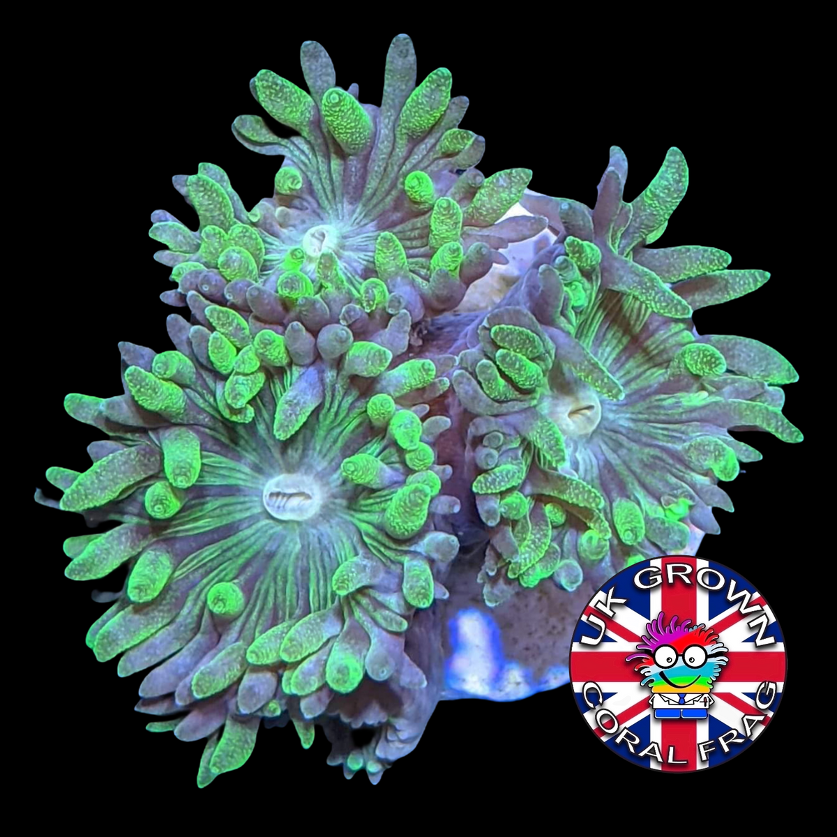 4 Head Duncan (UK Grown)