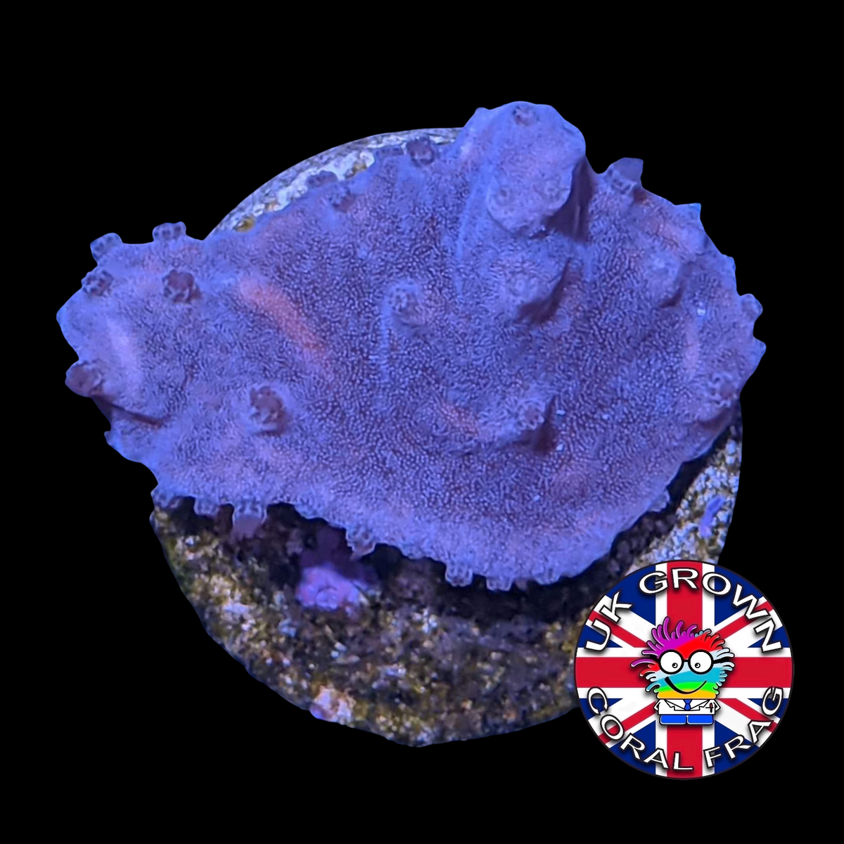 Sinularia Dura (UK Grown)
