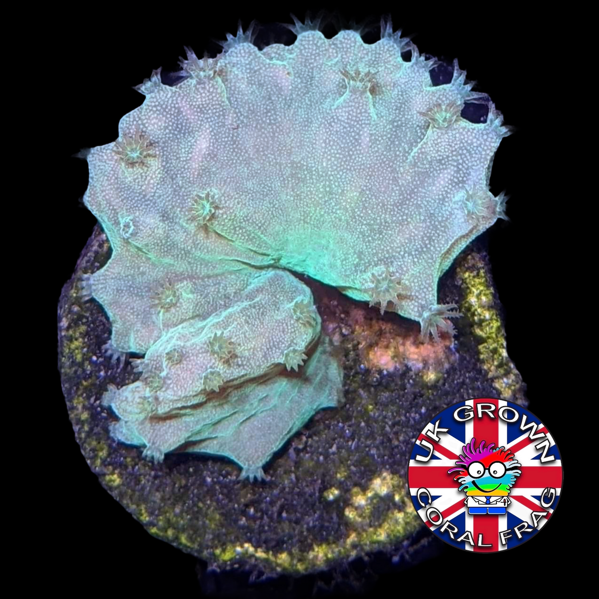 Sinularia Dura (UK Grown)