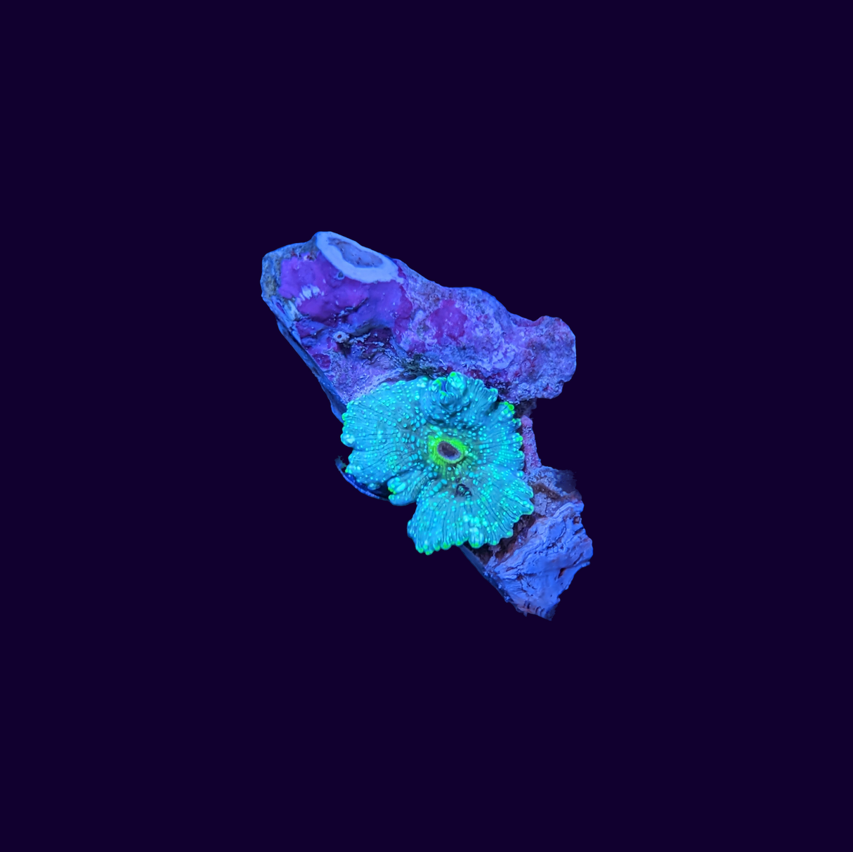 Blue Spotted Discosoma Mushroom