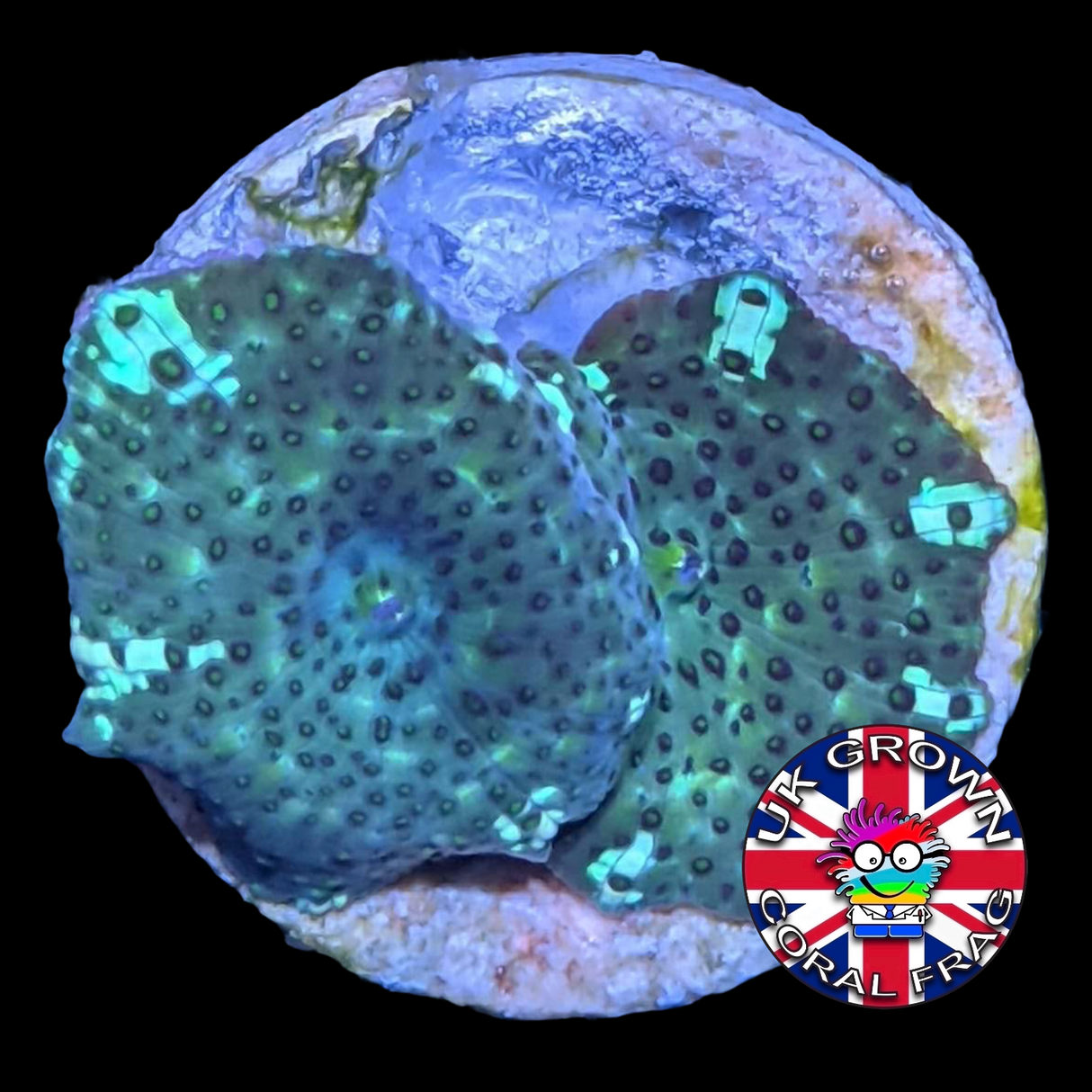 Galactix Mushroom (UK Grown)