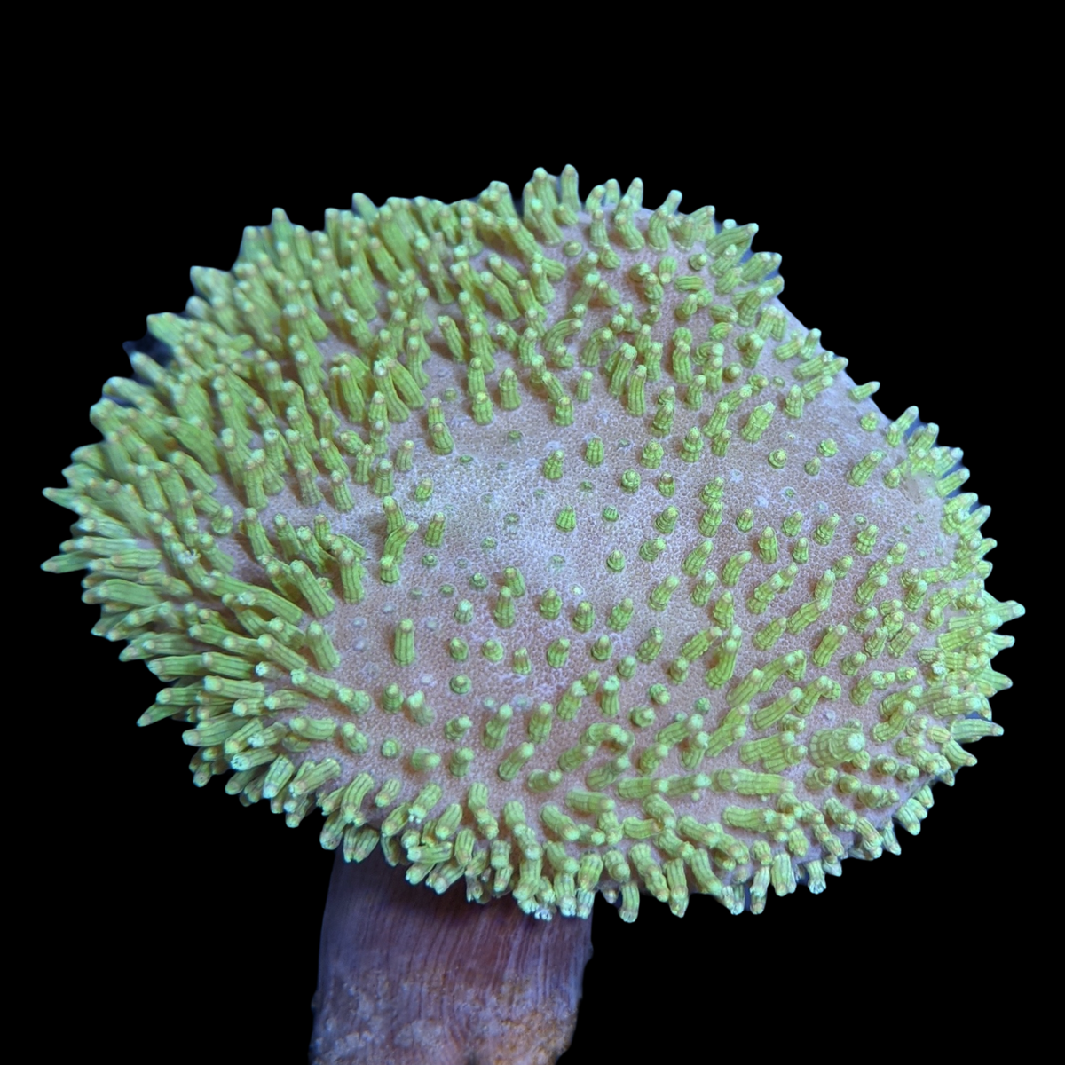 Green Polyp Toadstool Leather Colony
