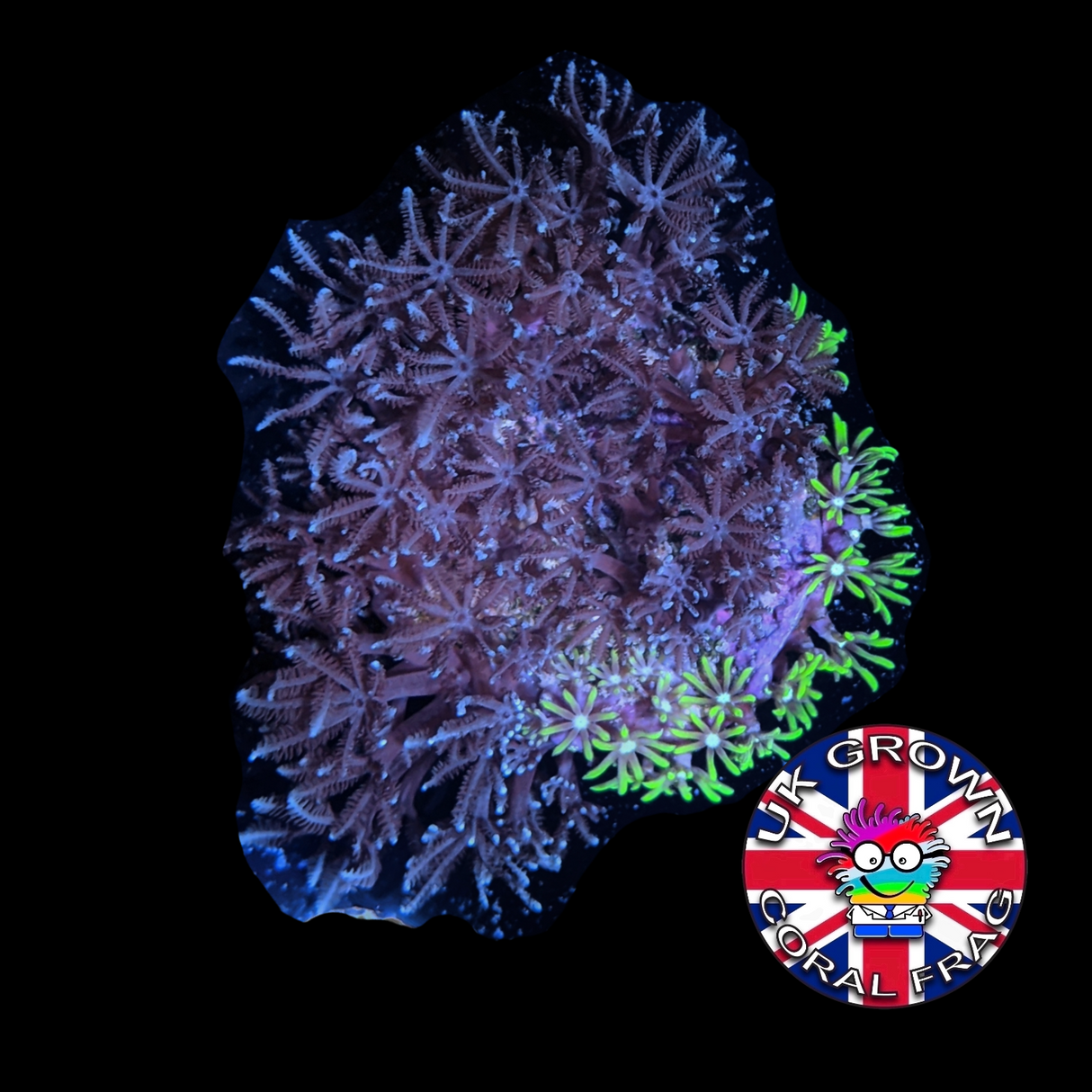 Xenia Umbellata & Star Polyp Mix (UK Grown)