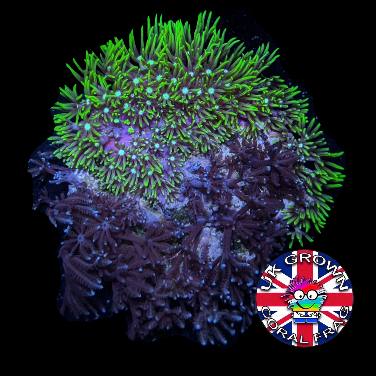 Xenia Umbellata & Star Polyp Mix (UK Grown)