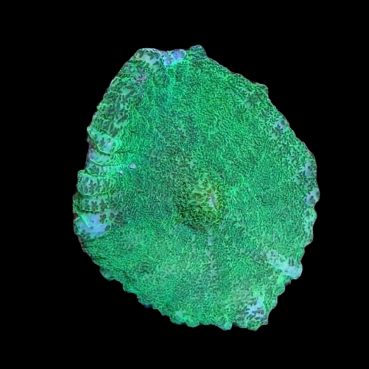 Rhodactis Indosinensis-Green Mushroom