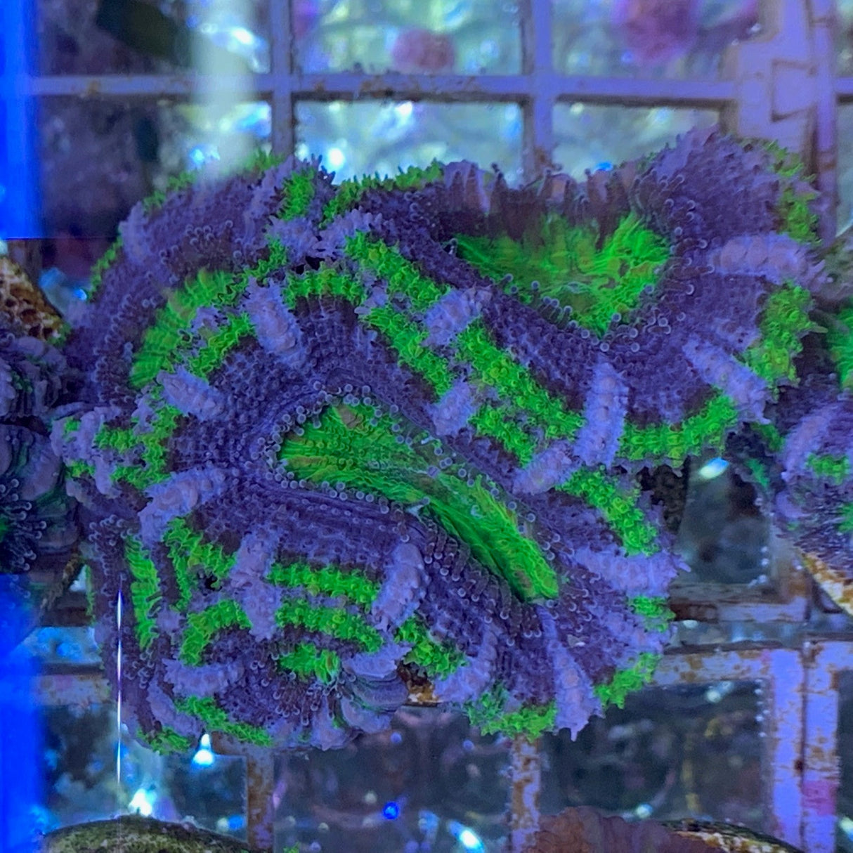 5 Head Acan Frag