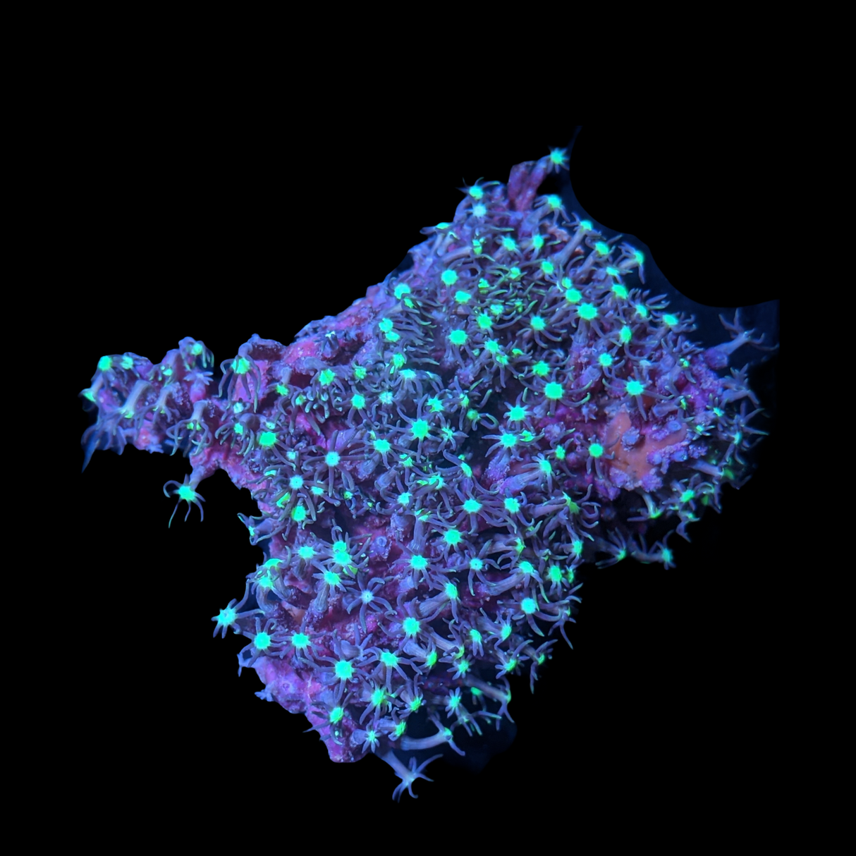 Green & Brown Star Polyps Mini Colony