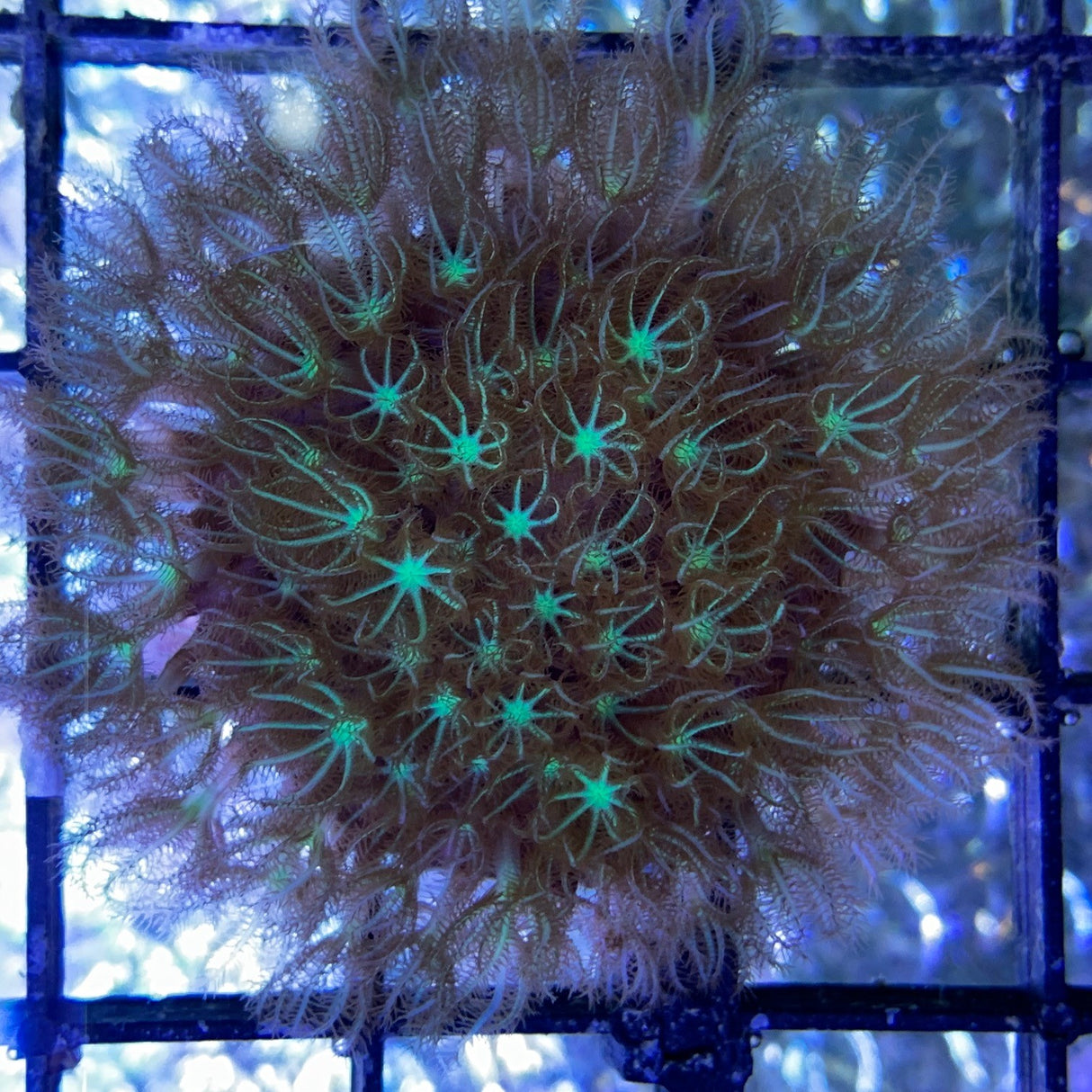 Star Polyps (Large Plug)