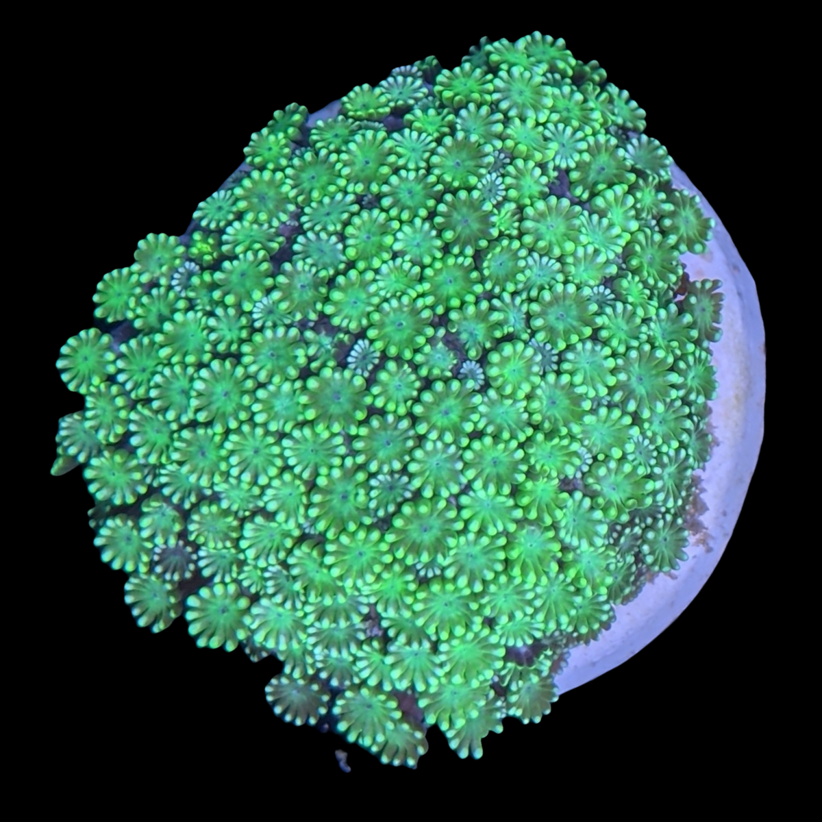 Green Alveopora