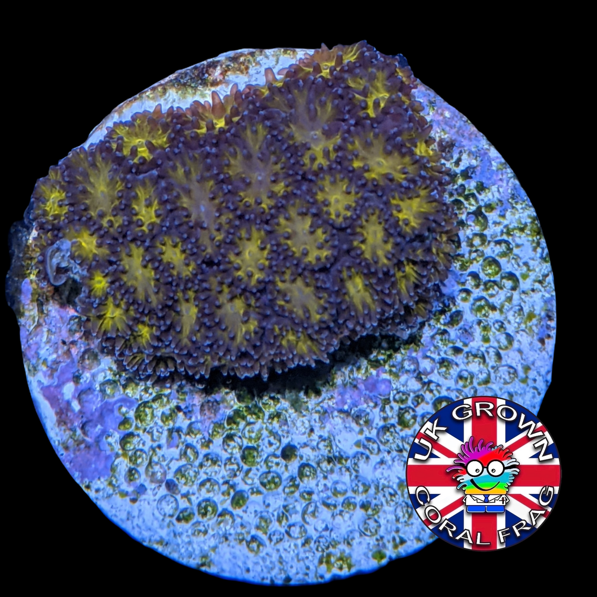 Orange Leptastrea Frag (UK Grown)