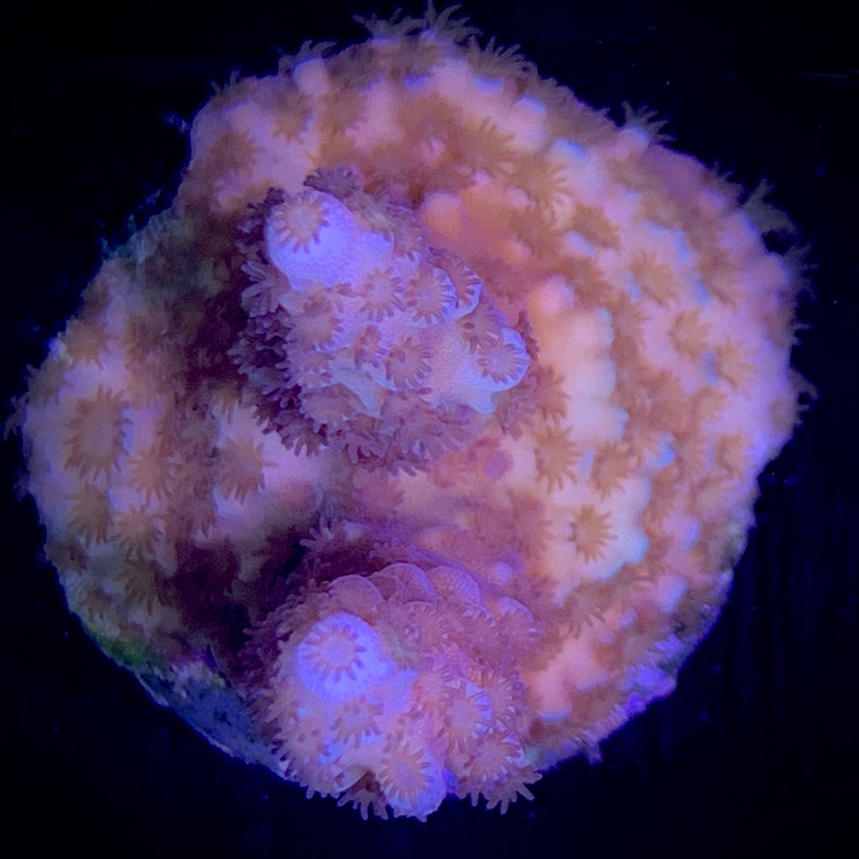 Millepora Frag