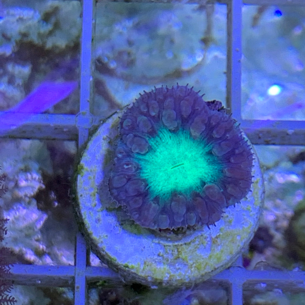 1 Head Grey / Green Blastomussa