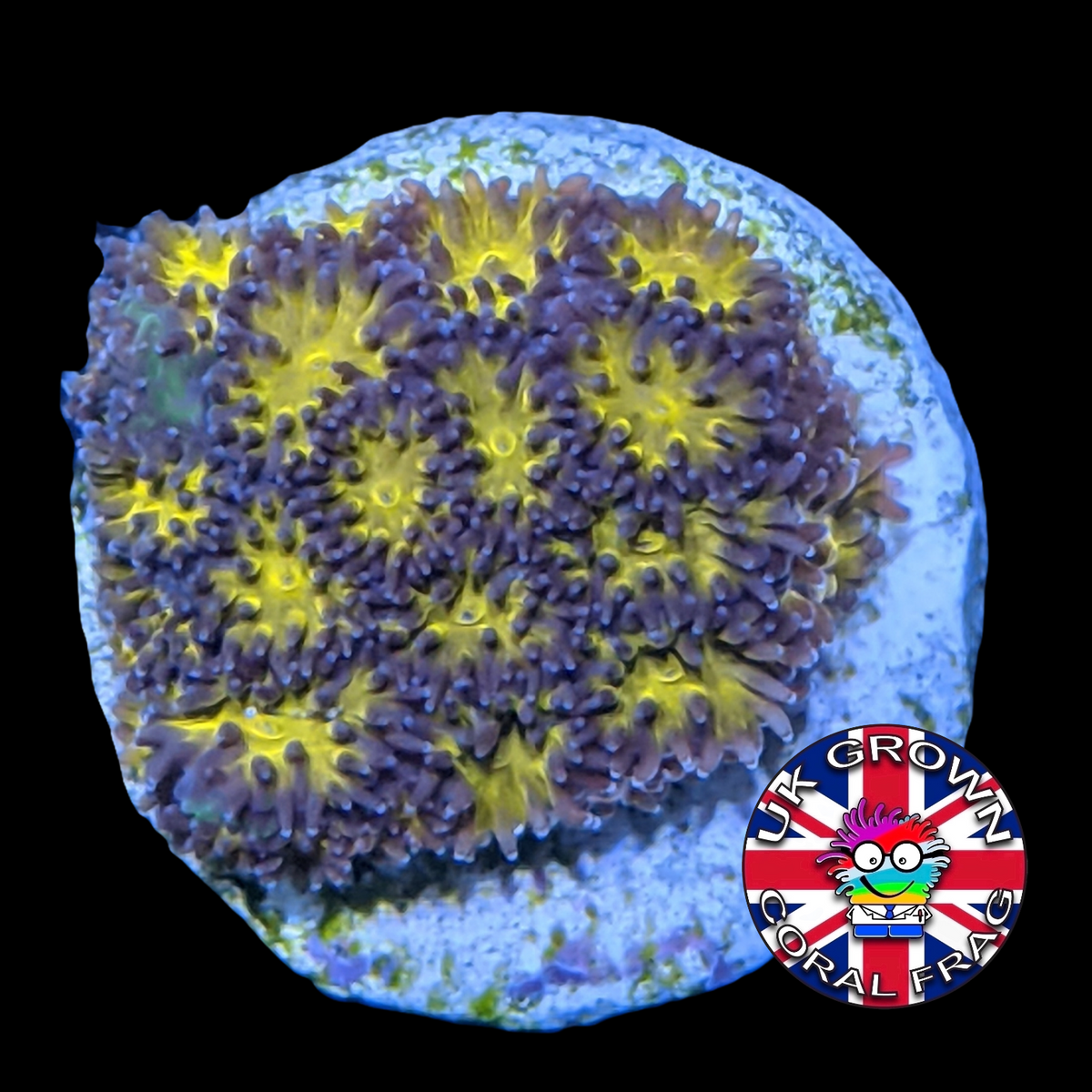 Orange Leptastrea Frag (UK Grown)