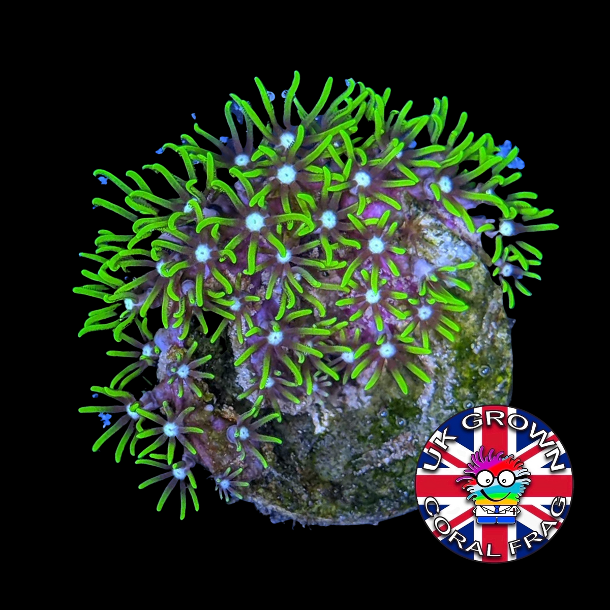 Green Star Polyps (Standard Plug) (UK Grown)
